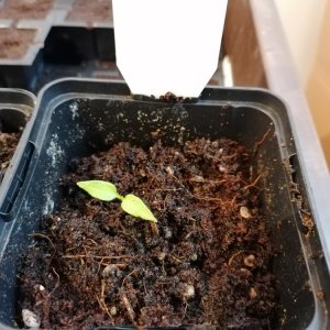 Arequipa Giant yellow