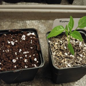 2.4. Altes/neues Substrat