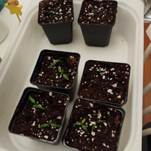 2.4. Quarantänestation