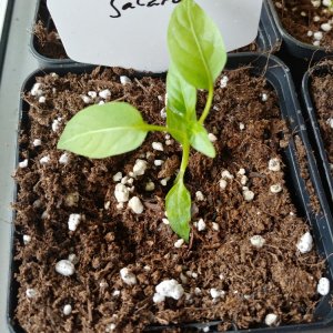 8.2. Einzelportraits