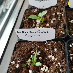 8.2. Einzelportraits