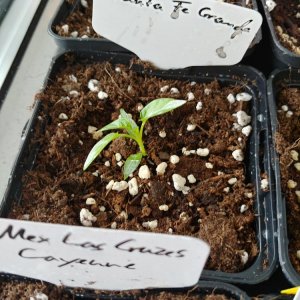 8.2. Einzelportraits