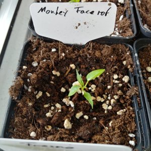 8.2. Einzelportraits