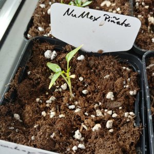 8.2. Einzelportraits