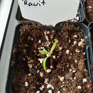 8.2. Einzelportraits