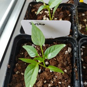 8.2. Einzelportraits