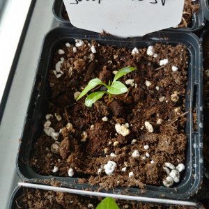 8.2. Einzelportraits