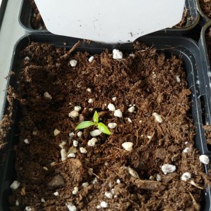 8.2. Einzelportraits