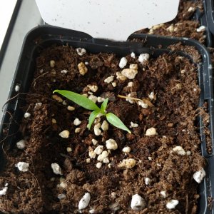 8.2. Einzelportraits