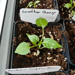 8.2. Einzelportraits