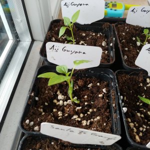 8.2. Einzelportraits