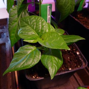 Vicentes Annuum 01a.JPG