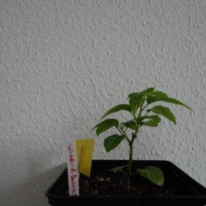 Salvador de Bahia.JPG