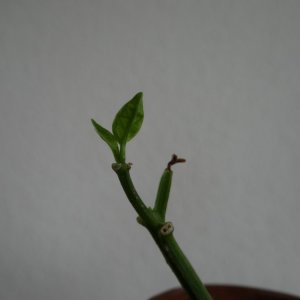 Sugar Bird F3 Steckling.JPG