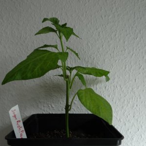 Sugar Rush Peach.JPG