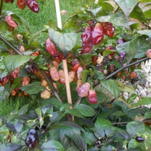DSCN3068.JPG