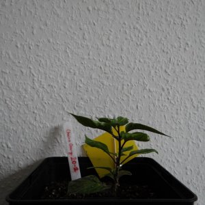 Cheiro Orange 2.JPG