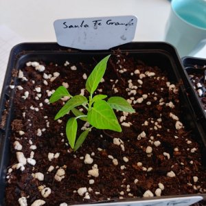 6.3. Umtopfaktion in 13er Töpfe