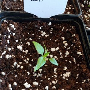 6.3. Umtopfaktion in 13er Töpfe