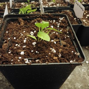 6.3. Umtopfaktion in 13er Töpfe