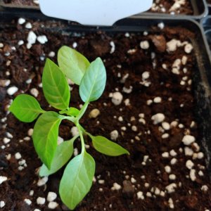 6.3. Umtopfaktion in 13er Töpfe