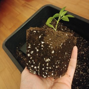 6.3. Umtopfaktion in 13er Töpfe