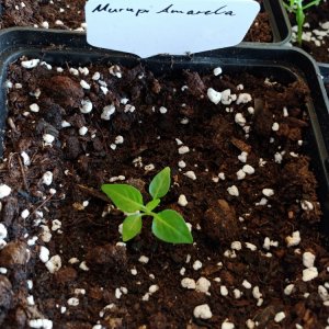 6.3. Umtopfaktion in 13er Töpfe