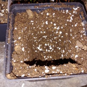 6.3. Umtopfaktion in 13er Töpfe