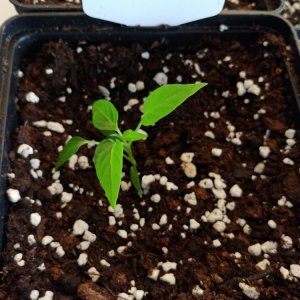 6.3. Umtopfaktion in 13er Töpfe