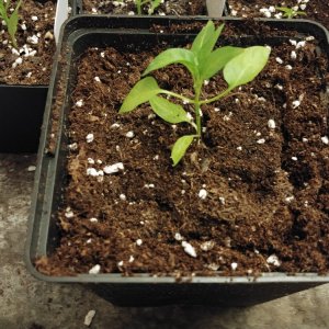 6.3. Umtopfaktion in 13er Töpfe