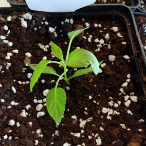 6.3. Umtopfaktion in 13er Töpfe