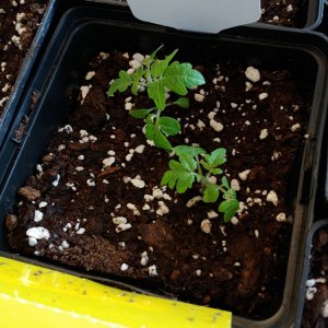 6.3. Umtopfaktion in 13er Töpfe