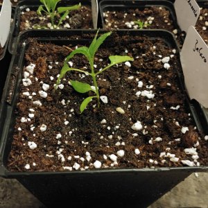 6.3. Umtopfaktion in 13er Töpfe