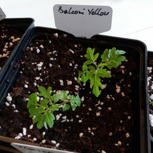 6.3. Umtopfaktion in 13er Töpfe