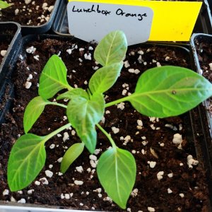 6.3. Umtopfaktion in 13er Töpfe