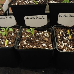 6.3. Sorgenkinder NuMex Piñata