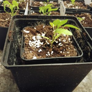 6.3. Umtopfaktion in 13er Töpfe