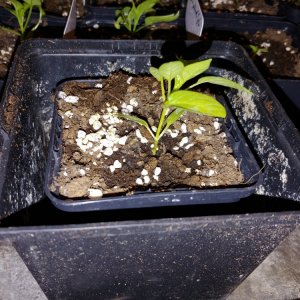 6.3. Umtopfaktion in 13er Töpfe