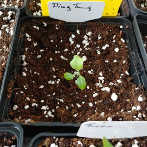 6.3. Umtopfaktion in 13er Töpfe