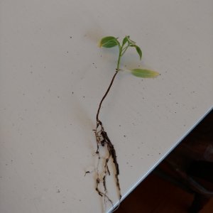 6.3. Sorgenkinder NuMex Piñata