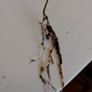 6.3. Sorgenkinder NuMex Piñata