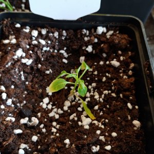 6.3. Sorgenkinder NuMex Piñata