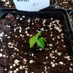 6.3. Umtopfaktion in 13er Töpfe