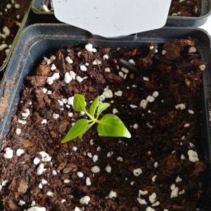 Abgabepflanze für Chilibasar