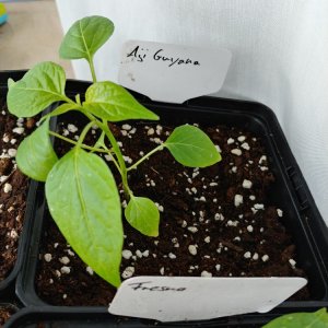 Abgabepflanze für Chilibasar