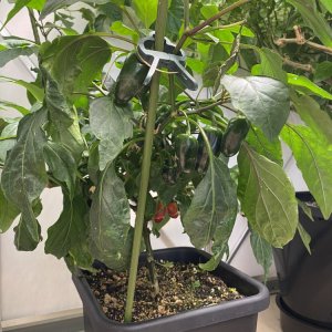 Jalapeno M