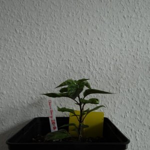 Cheiro Orange 2.JPG
