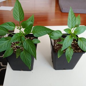 26.3. Umtopfvergleich Fresno