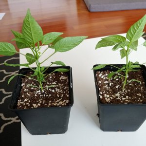 26.3. Umtopfvergleich Fresno