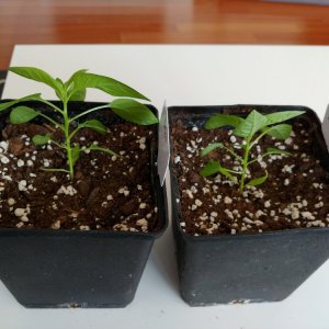 26.3. Umtopfvergleich Jalaro